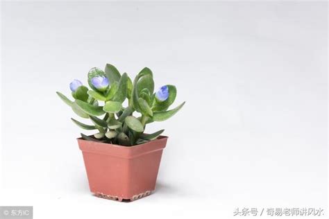 五行植物|植物的五行屬性